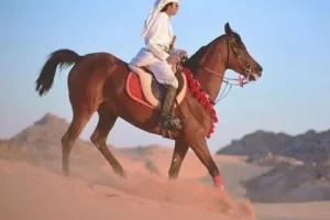 Hurghada Horse Riding in the Desert Bedouin Experience