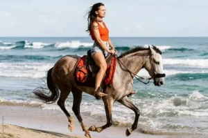 Non-sharing Horse Tour