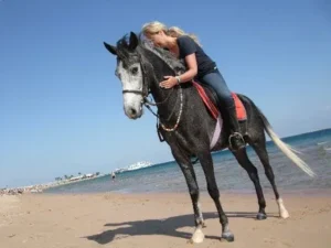 Horse Riding Hurghada Reviews