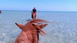 Horse Riding Hurghada Reviews