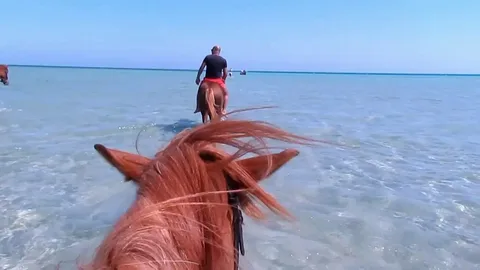 Horse Riding Hurghada Reviews