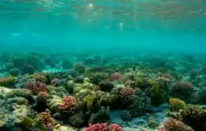 Red Sea diving experience