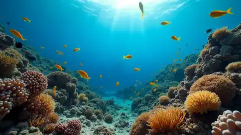 Snorkeling Tours Red Sea