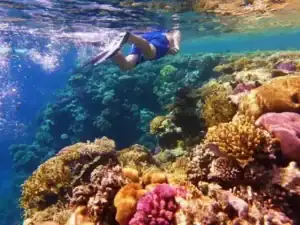 Snorkeling Tours Red Sea