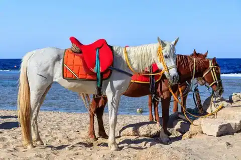 private horse riding excursions in Hurghada
