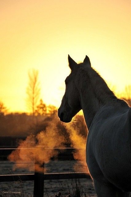 Professional Horse Photography
