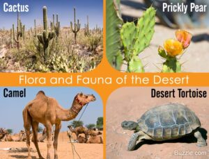 Hurghada desert flora and fauna