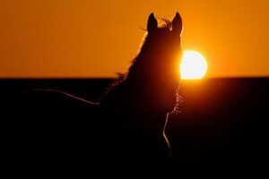 Best light for horse photos