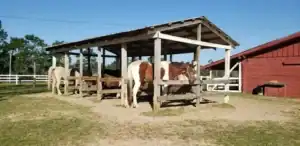 European style riding stables