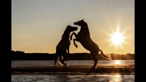Professional Horse Photography